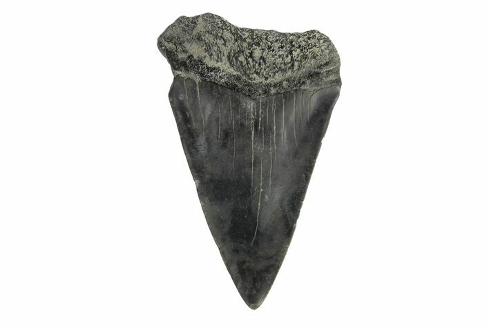 Fossil Broad-Toothed Mako Tooth - South Carolina #171190